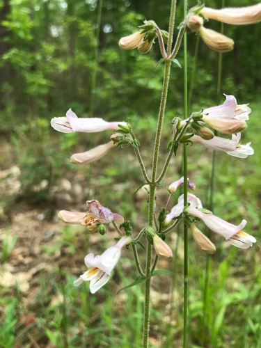 Image of Eustis Lake Beardtongue (Penstemon australis) by (c) boletejones, some rights reserved (CC BY)