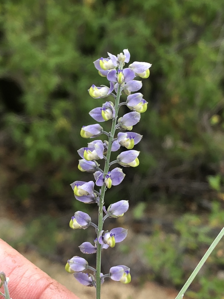 Magdalena Milkwort