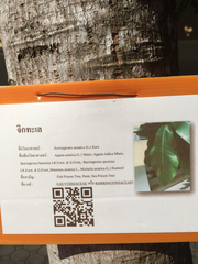 Barringtonia asiatica