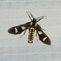 Phoenicoprocta hampsonii