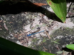 Argia anceps