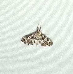 Sisyracera inabsconsalis