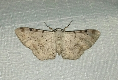 Thyrinteina arnobia