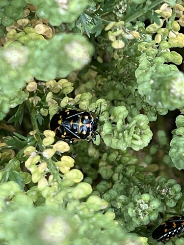 iNaturalist observation photo of Harlequin Bug