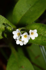 Myosotis forsteri