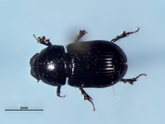 Calamosternus granarius