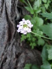 Lantana achyranthifolia