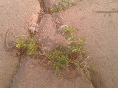 Lepidium bipinnatifidum