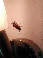 Cebrio strictus