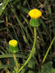 Crassocephalum picridifolium image