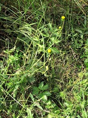 Crassocephalum picridifolium image