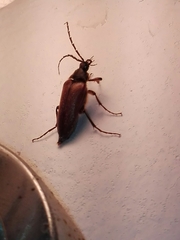 Cebrio strictus