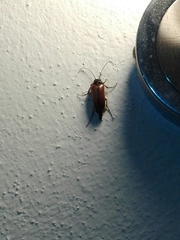 Cebrio strictus