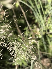 Muhlenbergia lindheimeri