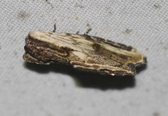 Lacistophanes hackeri