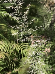 Muhlenbergia lindheimeri