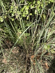 Muhlenbergia lindheimeri
