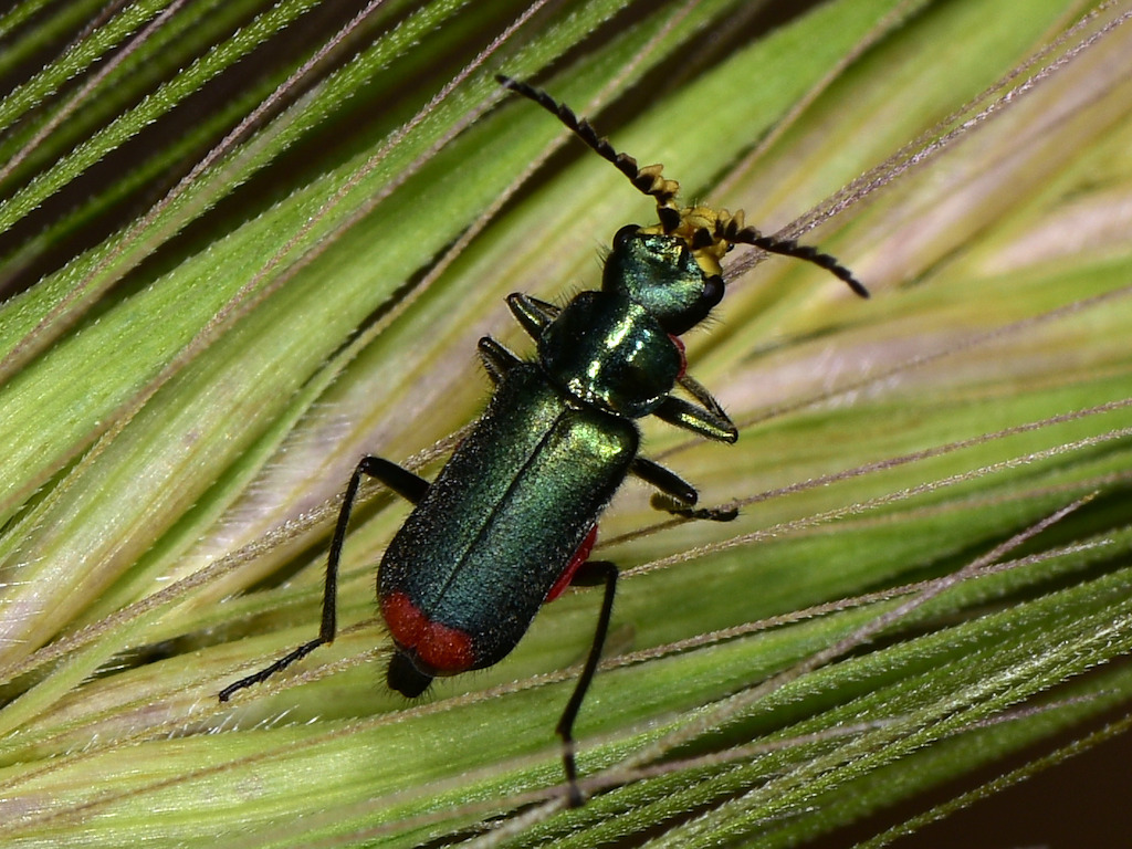 Malachius australis