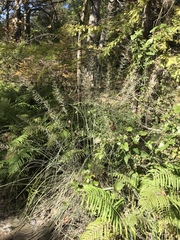 Muhlenbergia lindheimeri