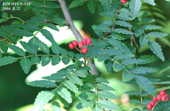 Zanthoxylum schinifolium