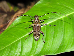 Macropophora trochlearis
