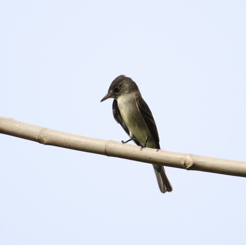 Northern Tropical Pewee (Contopus bogotensis), photo 9