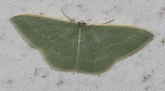 Chlorocoma melocrossa