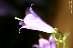 Adenophora triphylla