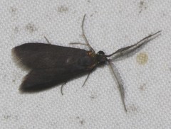 Pollanisus subdolosa