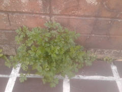 Petroselinum crispum