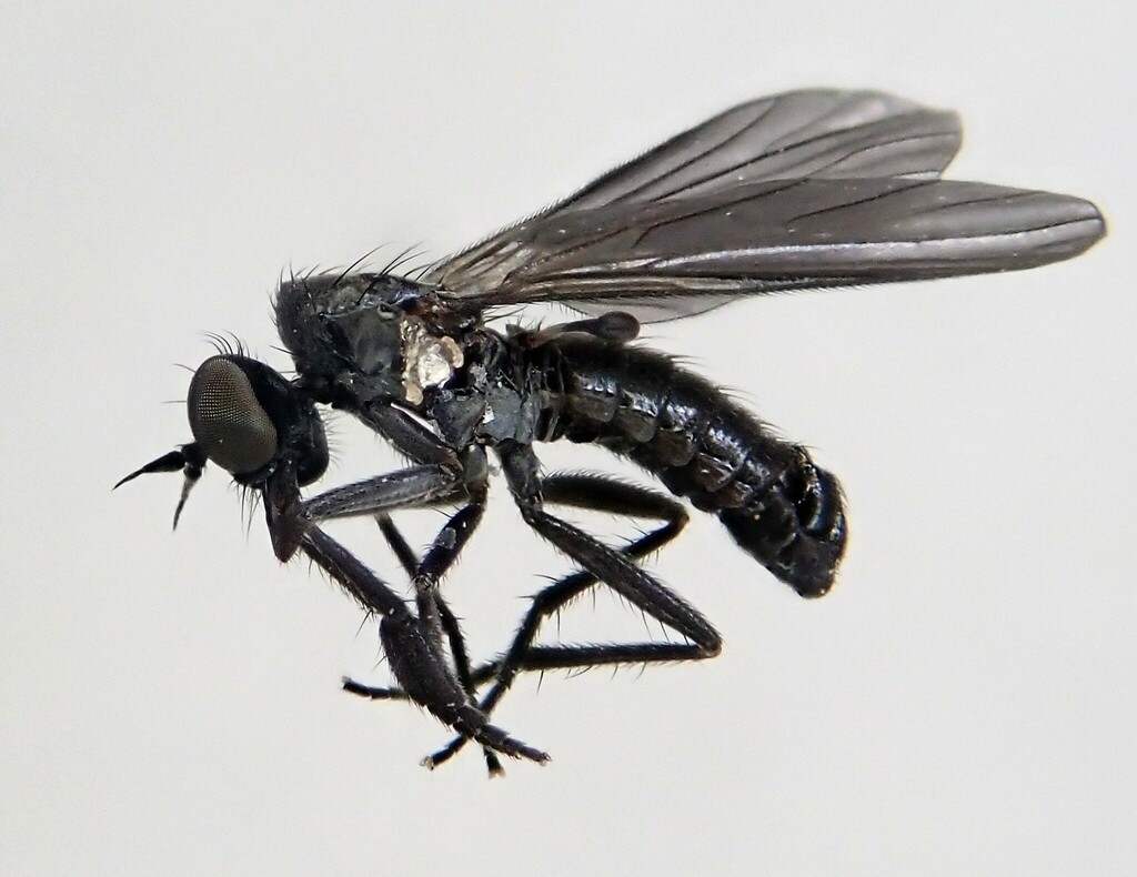Hilara cornicula