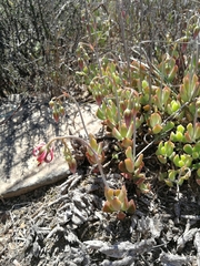 Cotyledon papillaris