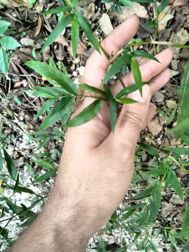 Image of Lasiacis divaricata by (c) Ben Machado, some rights reserved (CC BY)