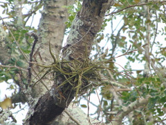 Tillandsia streptocarpa