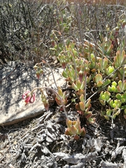 Cotyledon papillaris