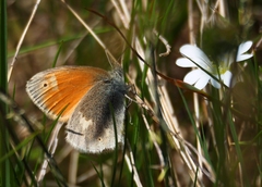 Coenonympha rhodopensis
