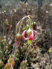 Cotyledon papillaris