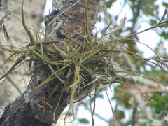 Tillandsia streptocarpa