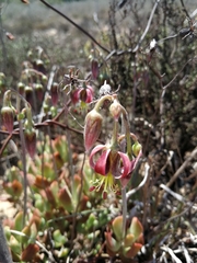 Cotyledon papillaris