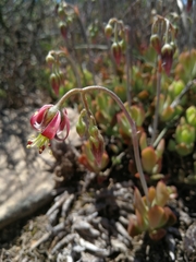 Cotyledon papillaris