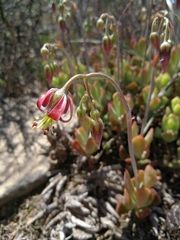 Cotyledon papillaris