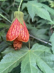 Callianthe picta image