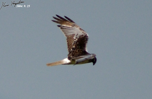 Eastern Marsh Harrier