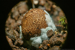 Scleroderma nitidum