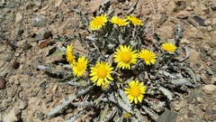 Arctotis arctotoides