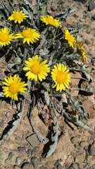 Arctotis arctotoides