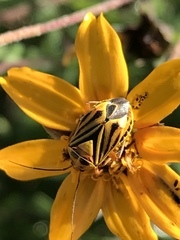 Calocoris barberi