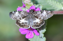 Chiomara georgina pelagica
