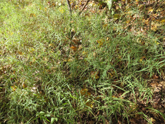 Muhlenbergia sylvatica