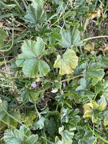 Malva nicaeensis iNat (3)